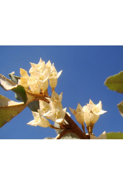 Квіти Elaeagnus ebbingei